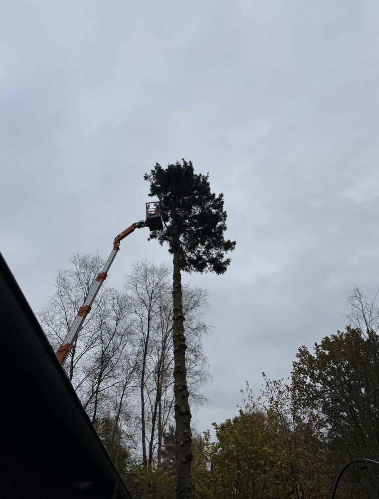 Ausgefahrene Hubarbeitsbühne mit Arbeitskorb an der Spitze eines hohen, bereits entasteten Baums